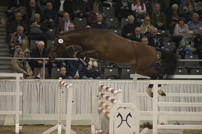 Hannoveraner Verband Hengstkörung 2018- freejumping
Nøgleord: h18-010