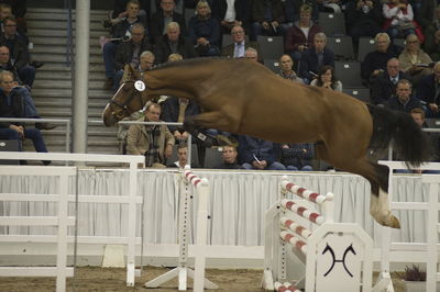 Hannoveraner Verband Hengstkörung 2018- freejumping
Nøgleord: h18-012