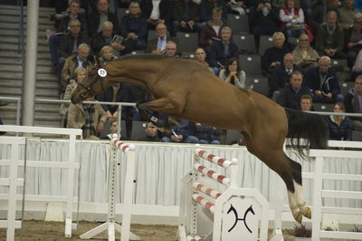Hannoveraner Verband Hengstkörung 2018- freejumping
Nøgleord: h18-012