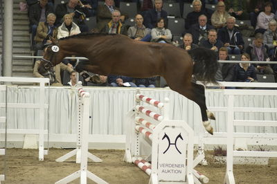 Hannoveraner Verband Hengstkörung 2018- freejumping
Nøgleord: h18-014