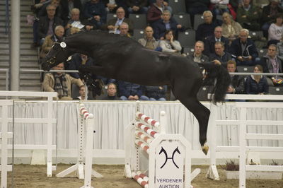 Hannoveraner Verband Hengstkörung 2018- freejumping
