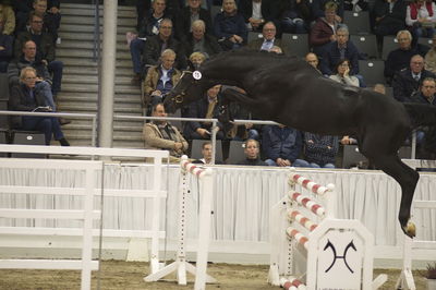 Hannoveraner Verband Hengstkörung 2018- freejumping
