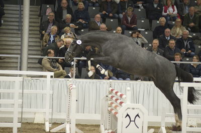 Hannoveraner Verband Hengstkörung 2018- freejumping
Nøgleord: h18-016