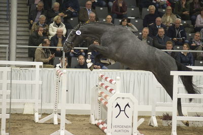 Hannoveraner Verband Hengstkörung 2018- freejumping
Nøgleord: h18-016