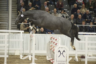 Hannoveraner Verband Hengstkörung 2018- freejumping
Nøgleord: h18-016