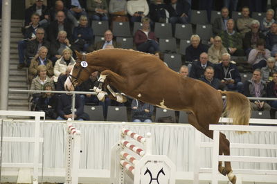 Hannoveraner Verband Hengstkörung 2018- freejumping
Nøgleord: h18-017