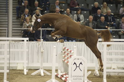 Hannoveraner Verband Hengstkörung 2018- freejumping
Nøgleord: h18-018