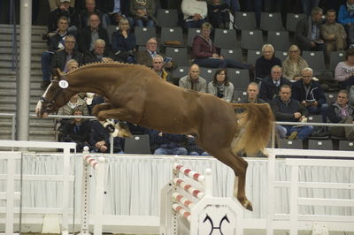 Hannoveraner Verband Hengstkörung 2018- freejumping
Nøgleord: h18-018