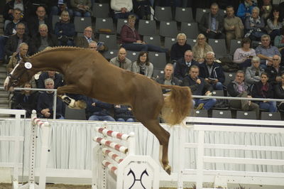 Hannoveraner Verband Hengstkörung 2018- freejumping
Nøgleord: h18-018