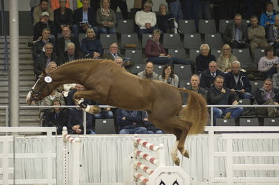 Hannoveraner Verband Hengstkörung 2018- freejumping
Nøgleord: h18-018