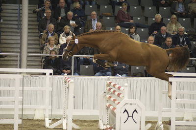 Hannoveraner Verband Hengstkörung 2018- freejumping
Nøgleord: h18-020