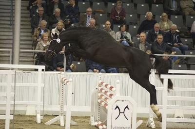 Hannoveraner Verband Hengstkörung 2018- freejumping
Nøgleord: h18-022