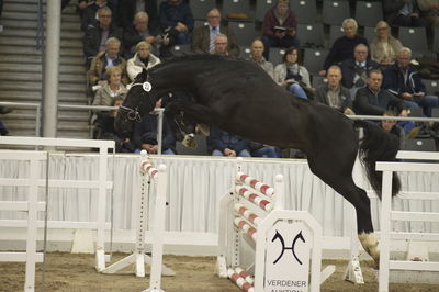 Hannoveraner Verband Hengstkörung 2018- freejumping
Nøgleord: h18-022