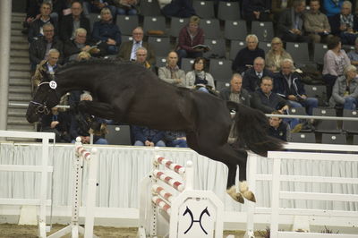 Hannoveraner Verband Hengstkörung 2018- freejumping
Nøgleord: h18-022