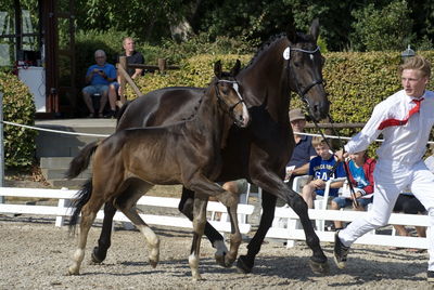 følchampionat 2018
Billeder frafølchampionat 2018
Nøgleord: k18-010;svalegårds hot divine