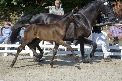 følchampionat 2018
Billeder frafølchampionat 2018
Nøgleord: askepot macoy;k18-003