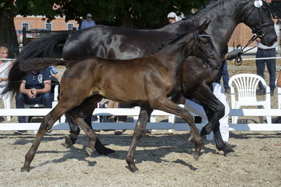 følchampionat 2018
Billeder frafølchampionat 2018
Nøgleord: askepot macoy;k18-003