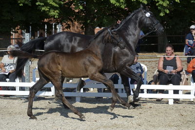 følchampionat 2018
Billeder frafølchampionat 2018
Nøgleord: askepot macoy;k18-003