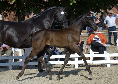 følchampionat 2018
Billeder frafølchampionat 2018
Nøgleord: askepot macoy;k18-003