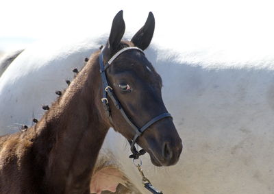 følchampionat 2018
Billeder frafølchampionat 2018
Nøgleord: calebria;k18-005