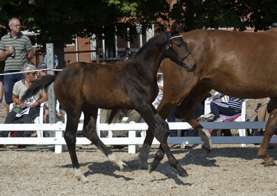 følchampionat 2018
Billeder frafølchampionat 2018
Nøgleord: k18-016emarkens darcy