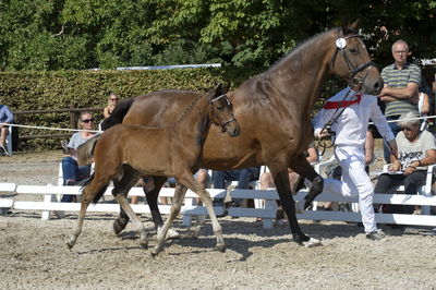 følchampionat 2018
Billeder frafølchampionat 2018
Nøgleord: overgaard&#039;s catarina;k18-006