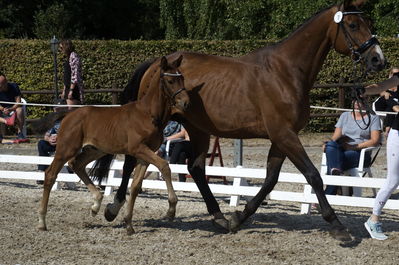 følchampionat 2018
Billeder frafølchampionat 2018
Nøgleord: fallulah id;k18-007