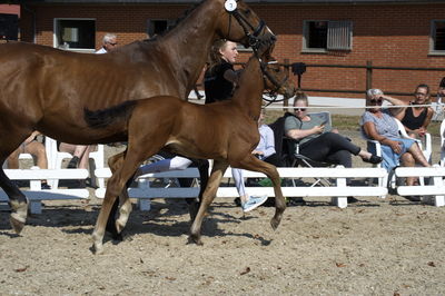 følchampionat 2018
Billeder frafølchampionat 2018
Nøgleord: fallulah id;k18-007