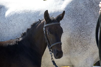 følchampionat 2018
Billeder frafølchampionat 2018
Nøgleord: luna;k18-009