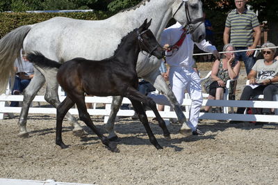 følchampionat 2018
Billeder frafølchampionat 2018
Nøgleord: luna;k18-009