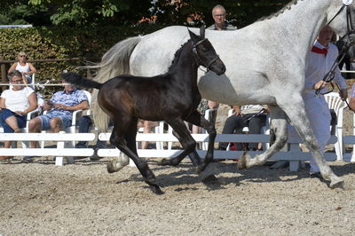 følchampionat 2018
Billeder frafølchampionat 2018
Nøgleord: luna;k18-009