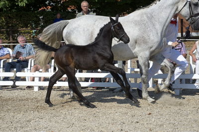 følchampionat 2018
Billeder frafølchampionat 2018
Nøgleord: luna;k18-009