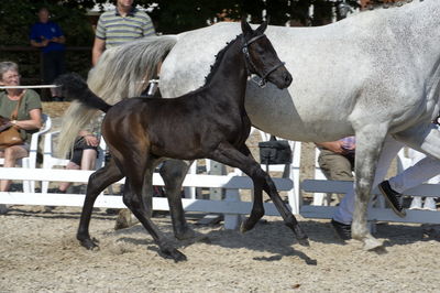 følchampionat 2018
Billeder frafølchampionat 2018
Nøgleord: luna;k18-009