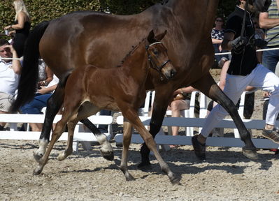 følchampionat 2018
Billeder frafølchampionat 2018
Nøgleord: korsgårds nn;k18-001