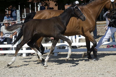 følchampionat 2018
Billeder frafølchampionat 2018
Nøgleord: whicata faals;k18-017