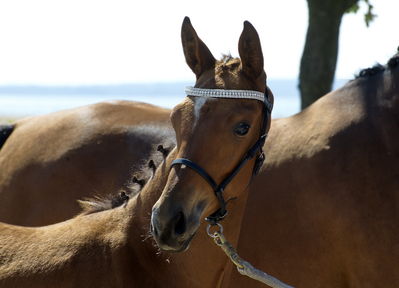 følchampionat 2018
Billeder frafølchampionat 2018
Nøgleord: amazing stars fs;k18-018