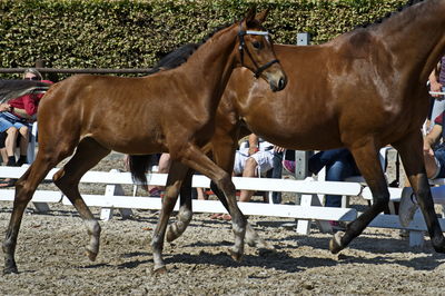 følchampionat 2018
Billeder frafølchampionat 2018
Nøgleord: amazing stars fs;k18-018