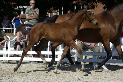 følchampionat 2018
Billeder frafølchampionat 2018
Nøgleord: amazing stars fs;k18-018