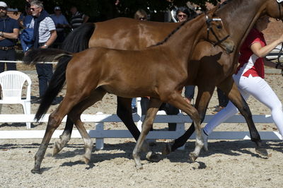 følchampionat 2018
Billeder frafølchampionat 2018
Nøgleord: amazing stars fs;k18-018