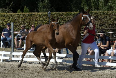 følchampionat 2018
Billeder frafølchampionat 2018
Nøgleord: amazing stars fs;k18-018