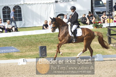 Dm - Uwm iagttagelse - Paradressur
uwm 5års iagttagelses klasse
Nøgleord: kenneth  damgaard;straight horse sezuanna