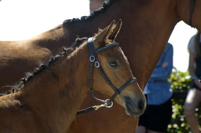 følchampionat 2018
Billeder frafølchampionat 2018
Nøgleord: carla vg;k18-019