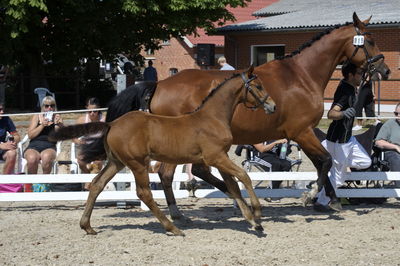 følchampionat 2018
Billeder frafølchampionat 2018
Nøgleord: carla vg;k18-019