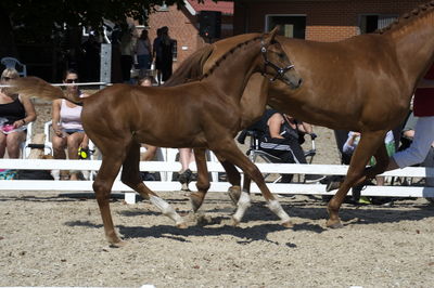 følchampionat 2018
Billeder frafølchampionat 2018
Nøgleord: alibi&#039;s cassie;k18-021