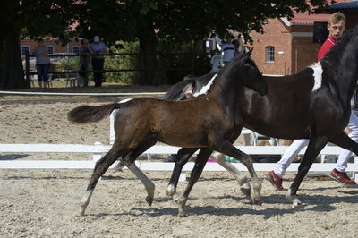 følchampionat 2018
Billeder frafølchampionat 2018
Nøgleord: from&#039;s carol;k18-002