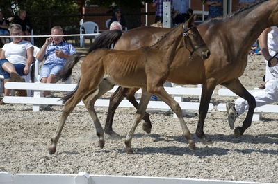 følchampionat 2018
Billeder frafølchampionat 2018
Nøgleord: larsmindes jordi alba;k18-025