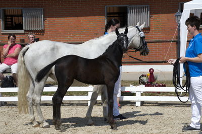følchampionat 2018
Billeder frafølchampionat 2018
Nøgleord: søgaads lucky style;k18-024