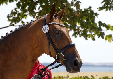 følchampionat 2018
Billeder frafølchampionat 2018
Nøgleord: cody sem;k18-026