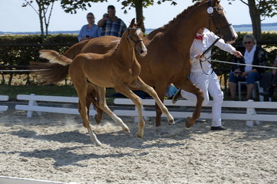 følchampionat 2018
Billeder frafølchampionat 2018
Nøgleord: katrinelund chagal;k18-027