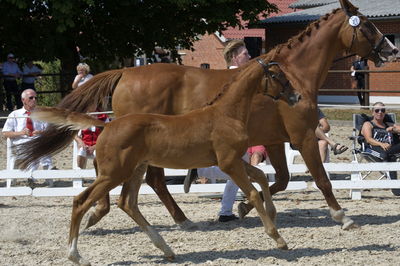 følchampionat 2018
Billeder frafølchampionat 2018
Nøgleord: katrinelund chagal;k18-027